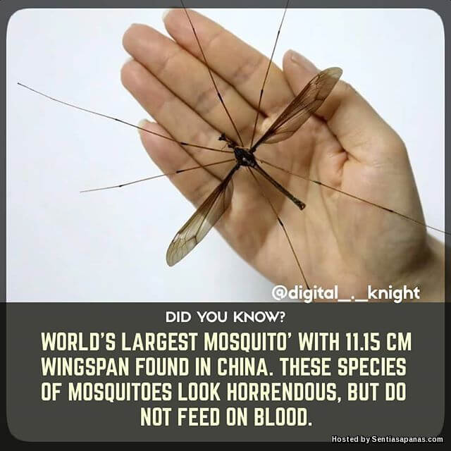 'Holorusia Mikado' Spesis Nyamuk Terbesar Di Dunia
