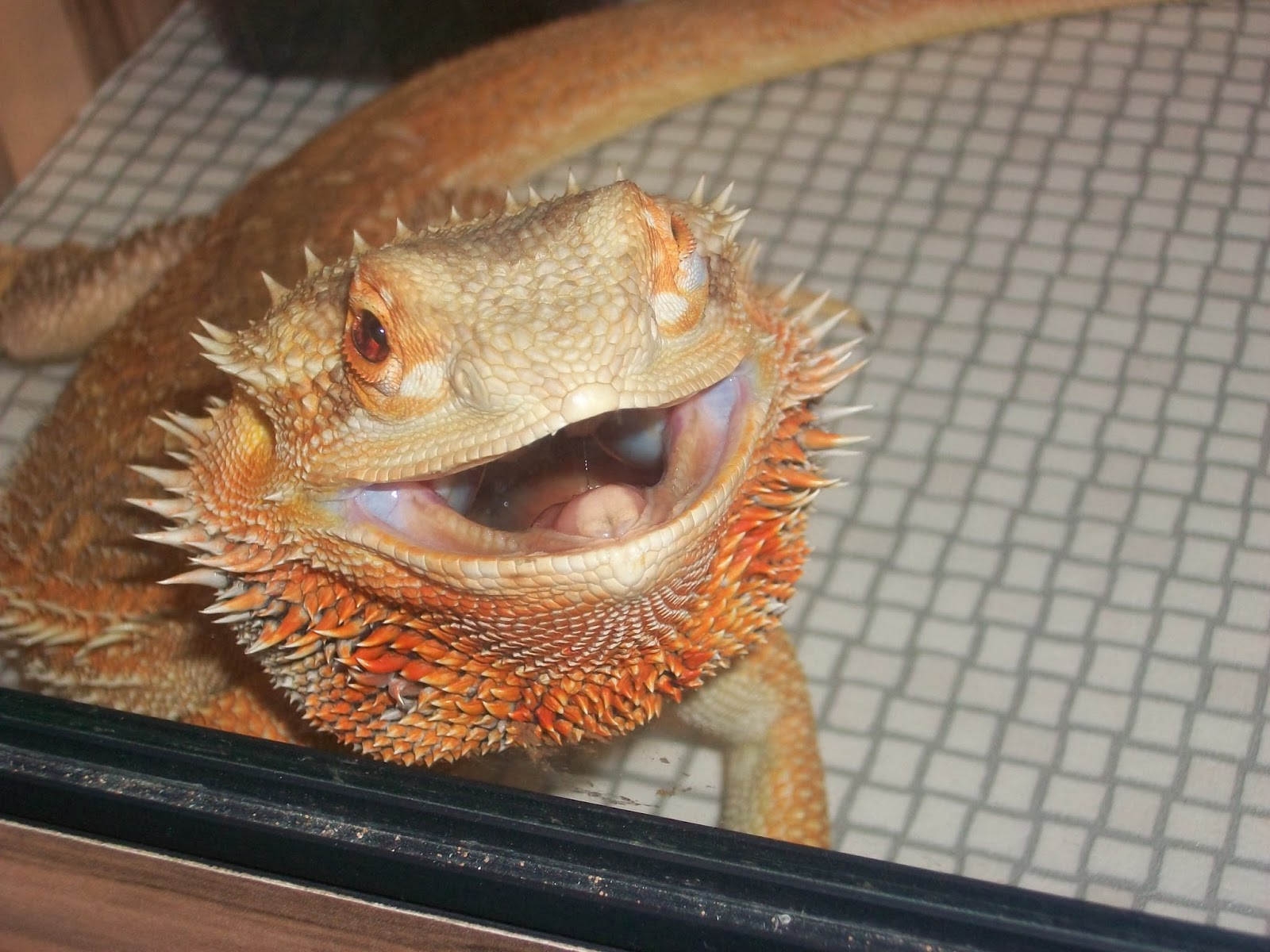 tank-size-bearded-dragon-3.jpg