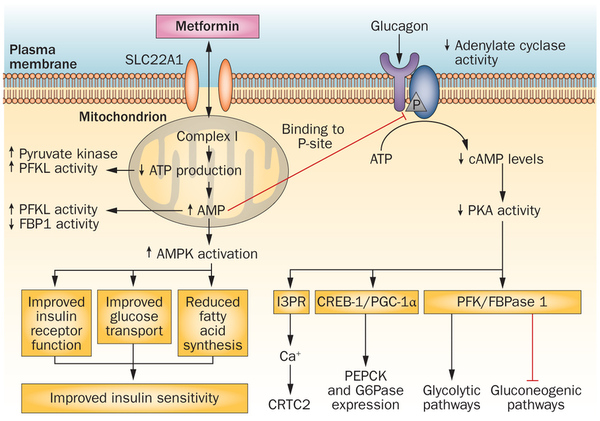 Physio knowledge BD: Biguanides/Metformin