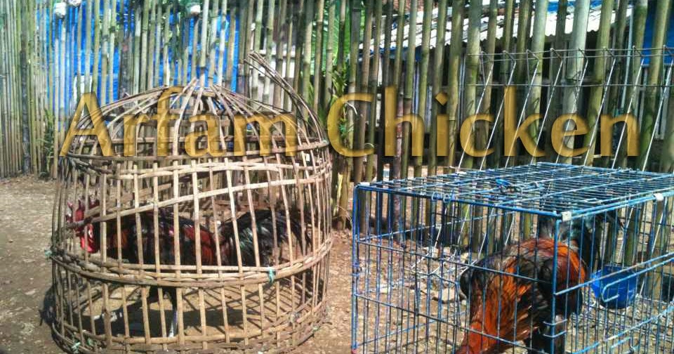 16+ Gambar Ayam Pelung Jantan Dan Betina