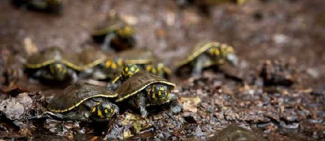 Cara Budidaya Labi Labi dengan Pakan Alami untuk Pemula