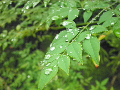 葉っぱと雨つぶ