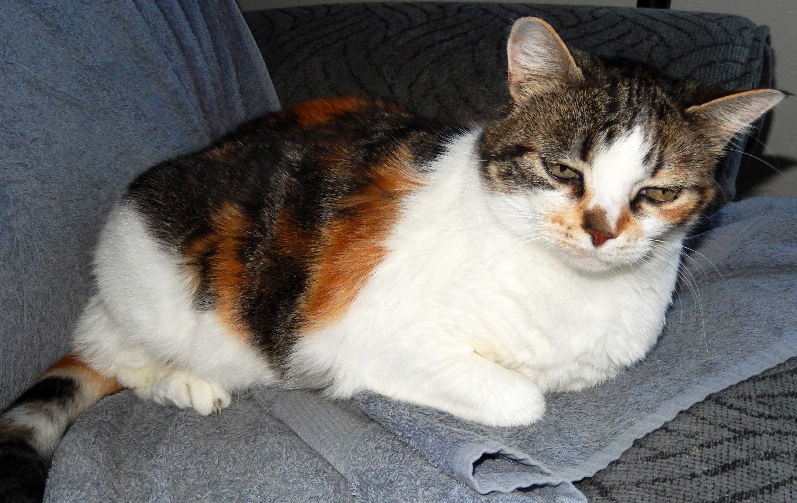 Cat Sleeps On My Bed All Day Cat Sleeps On My Bed All Day
