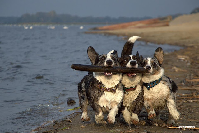 welsh corgi, pies w górach, góry z psem, w góry z psem, pies w rodzinie, kupno psa, wakacje z psem, podróże z psem, welsh corgi, corgi, pies idealny