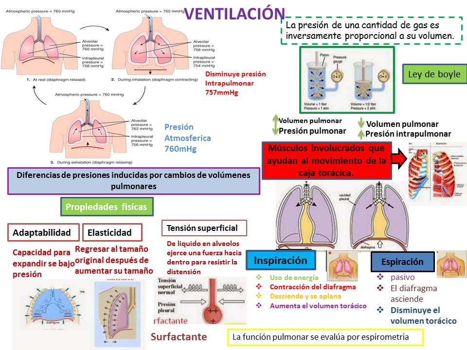 BLOG DE FISIOLOGIA SUSAN KARELY LOPEZ