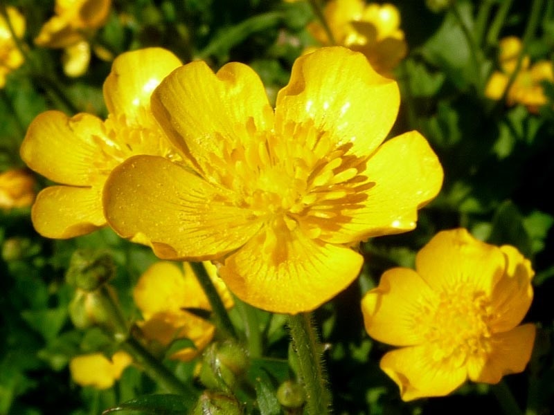 Somediffrent is the name of Diffrent BUTTERCUP FLOWER