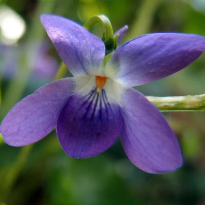 eight acres: how to grow and use the herb Sweet Violet in the sub-tropics