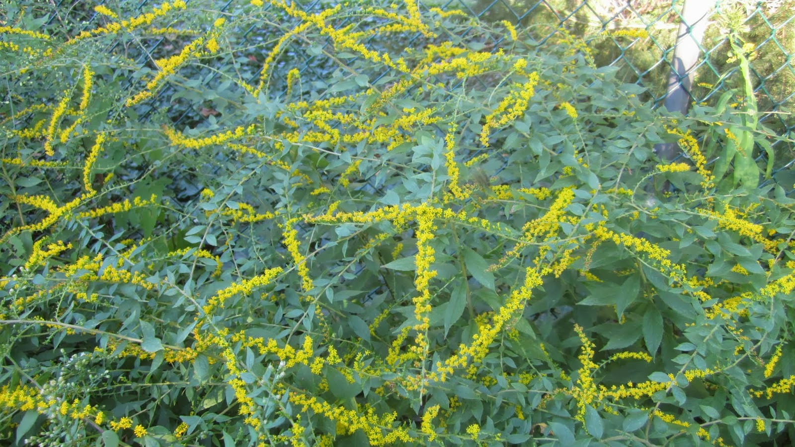 Princeton Nature Notes Late Season Wildflowers