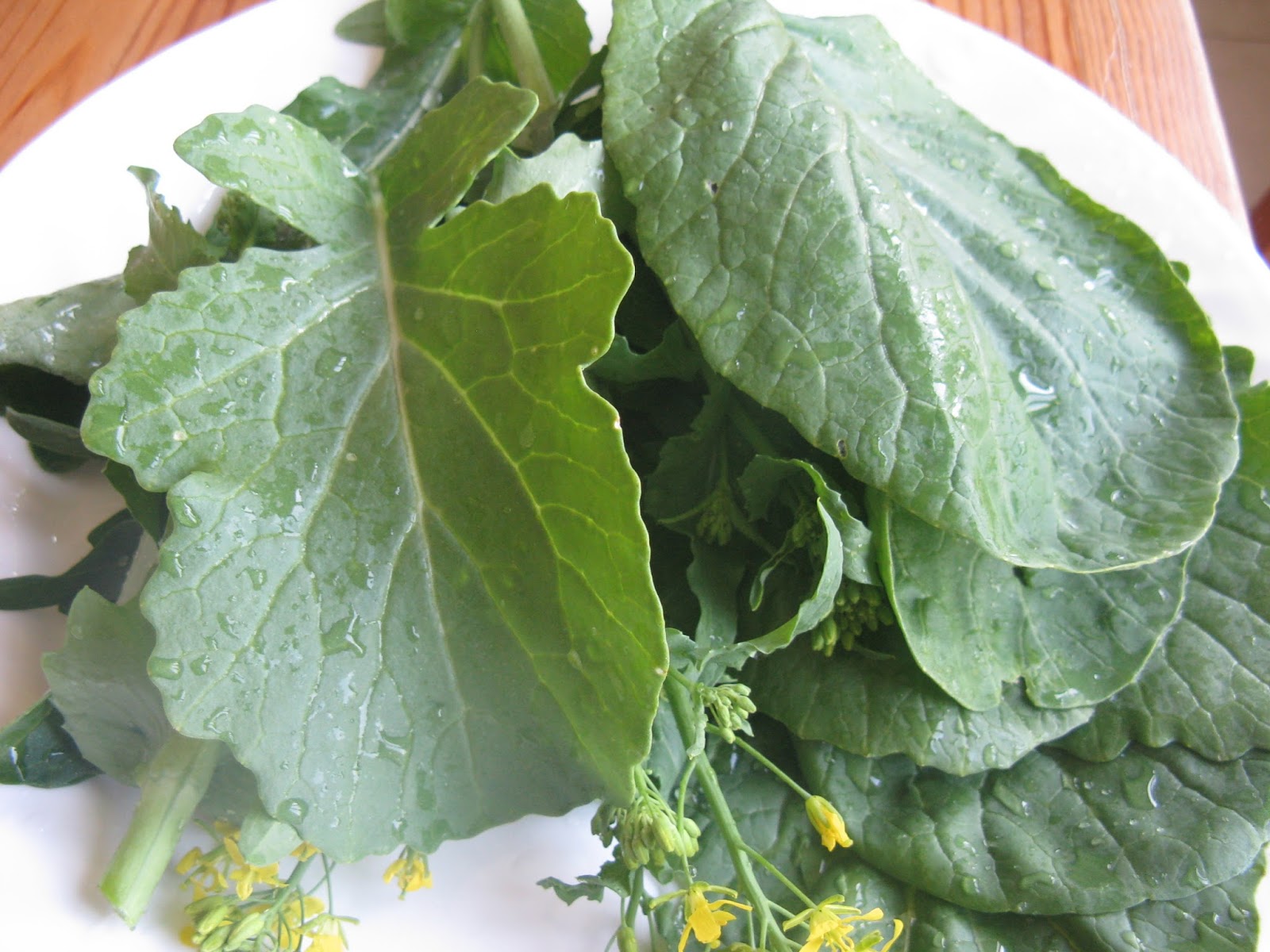Raised Food bok choy / mustard greens