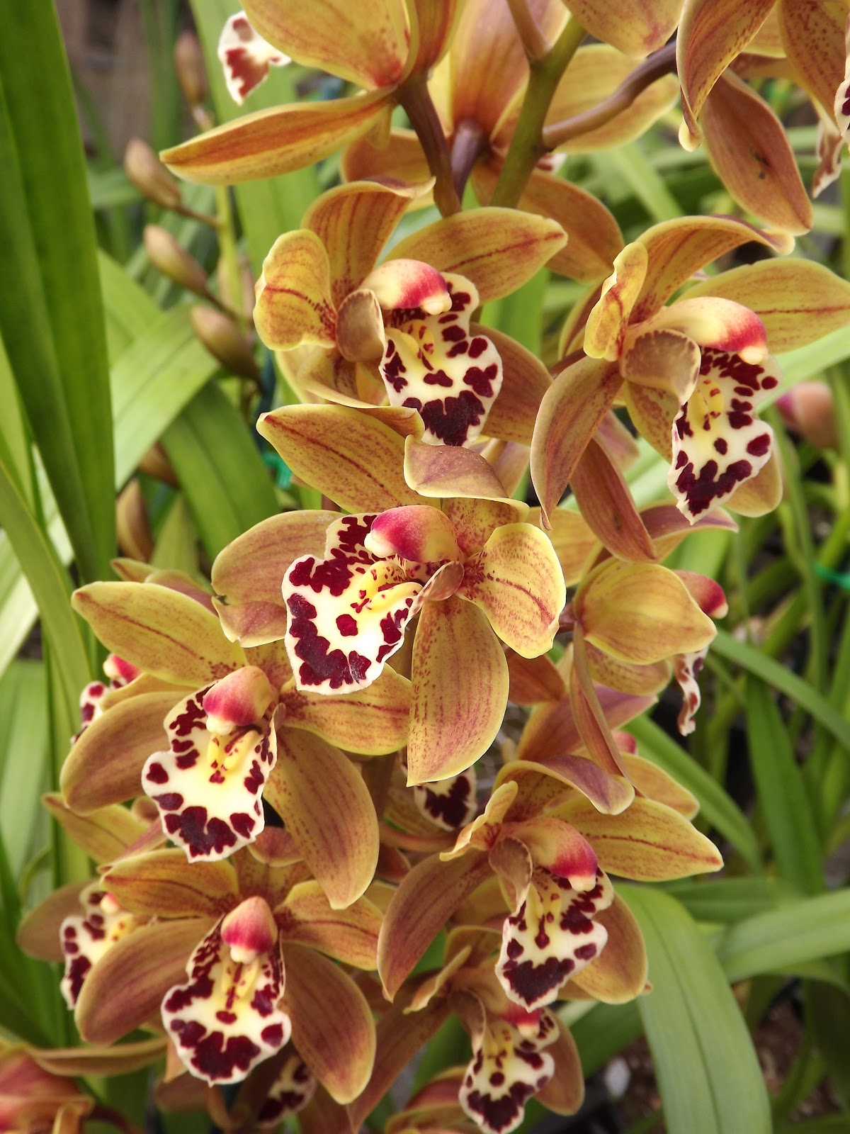 All About Orchids and Houseplants FAQ...Πως μεταφυτεύουμε μια ορχιδέα