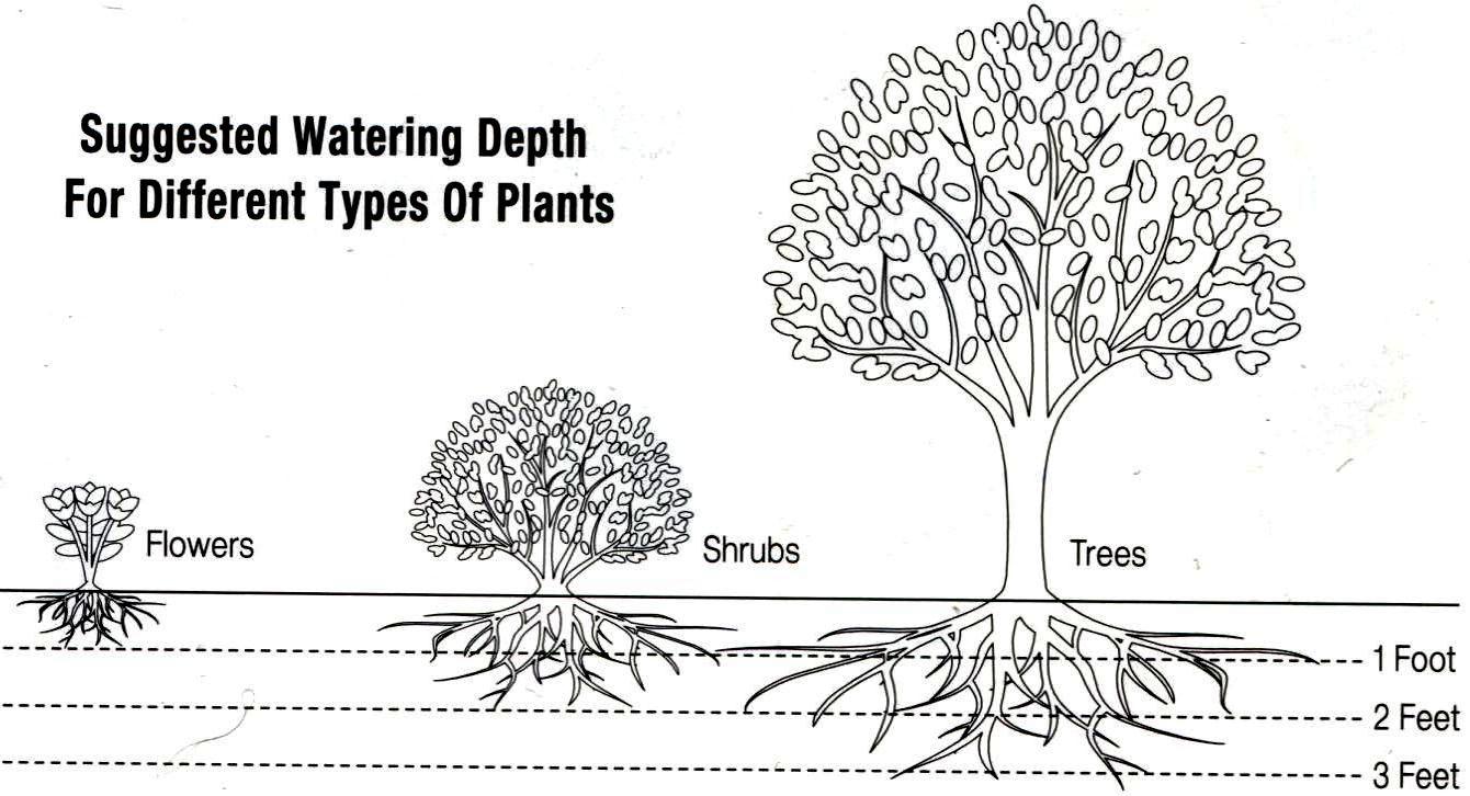 Tree Root Depth Chart