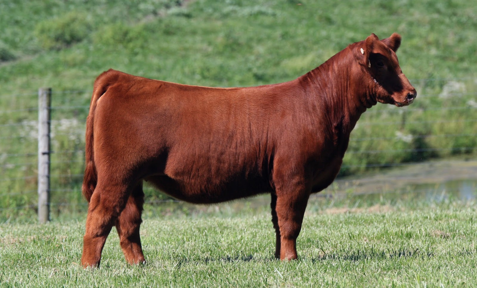 Holtkamp Cattle Co Run For The Backdrop Tag 6 holtkamp-cattle-co-run-for-the-backdrop-tag-6