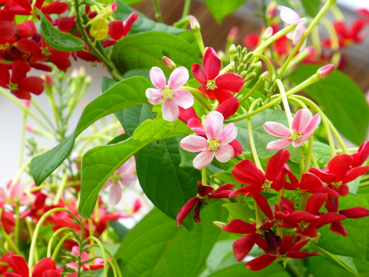 SinhCity Flowers of Laos