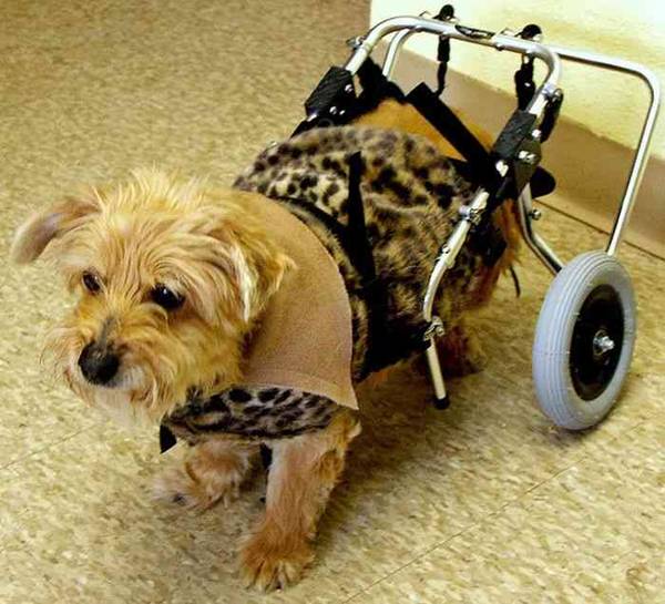 Unique Mobility for Disabled Dogs (21 pics)