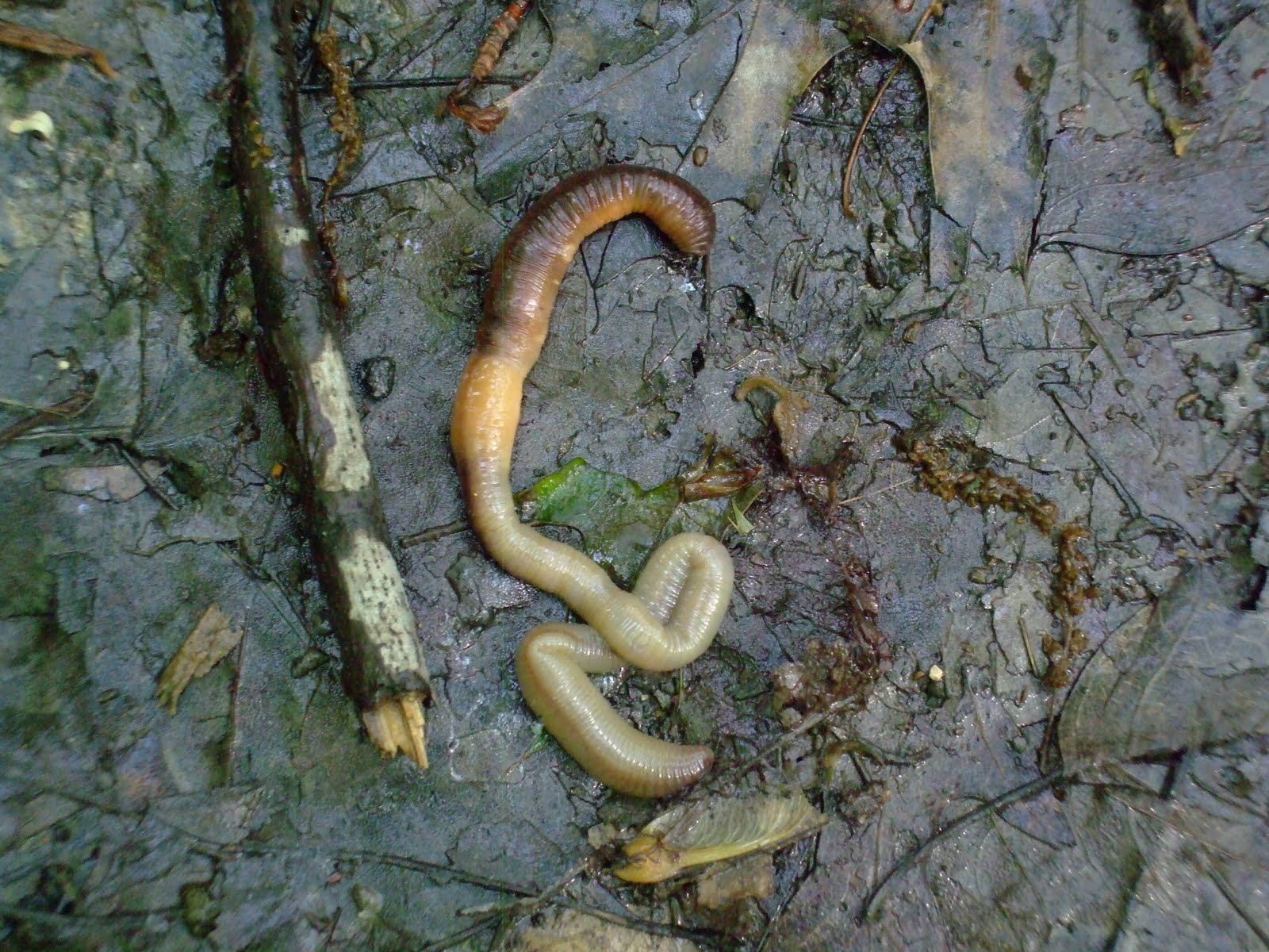 The Great Hunt Substrate Feeder/ Example of an Annelid Porter Creek 5