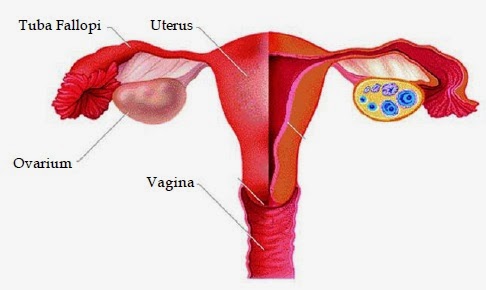 Organ Reproduksi Perempuan Dan Fungsinya
