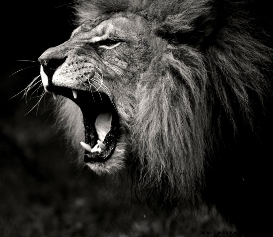 Lion Roar Wallpaper Black And White | Amazing Wallpapers