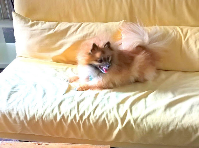 Barney the pomeranian goes to work with his dad