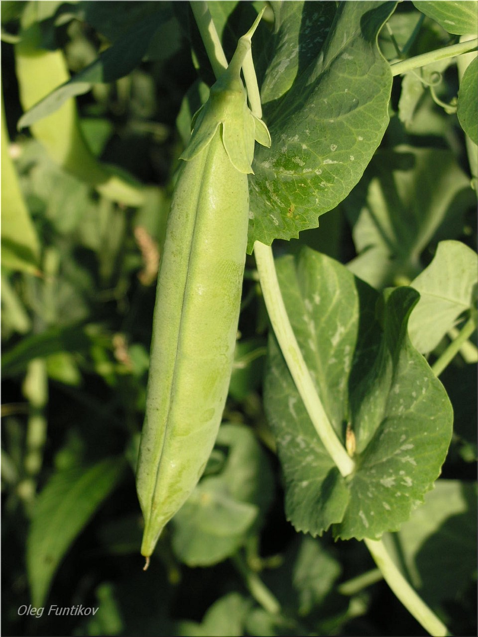 горох глориоза. горох глориоза сахарный. горох глориоза. горох глориоза. горох "глориоза".