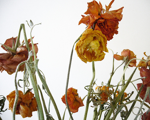 LUZ Y AMADO: LAS FLORES DEL JARDINERO