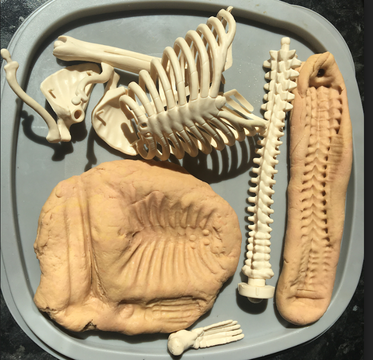 Year 3 Iveson Blog Fossils!