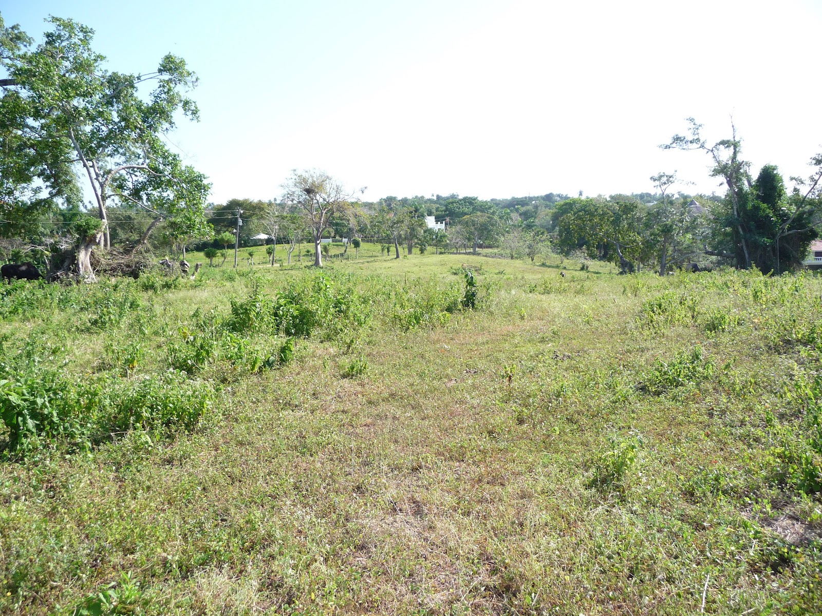 A Quality Plant Wholesale Palms And Plants For Privacy Hedges