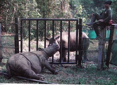 Sumatran Rhino Sanctuary