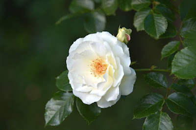 Hasil gambar untuk menanam bunga mawar putih