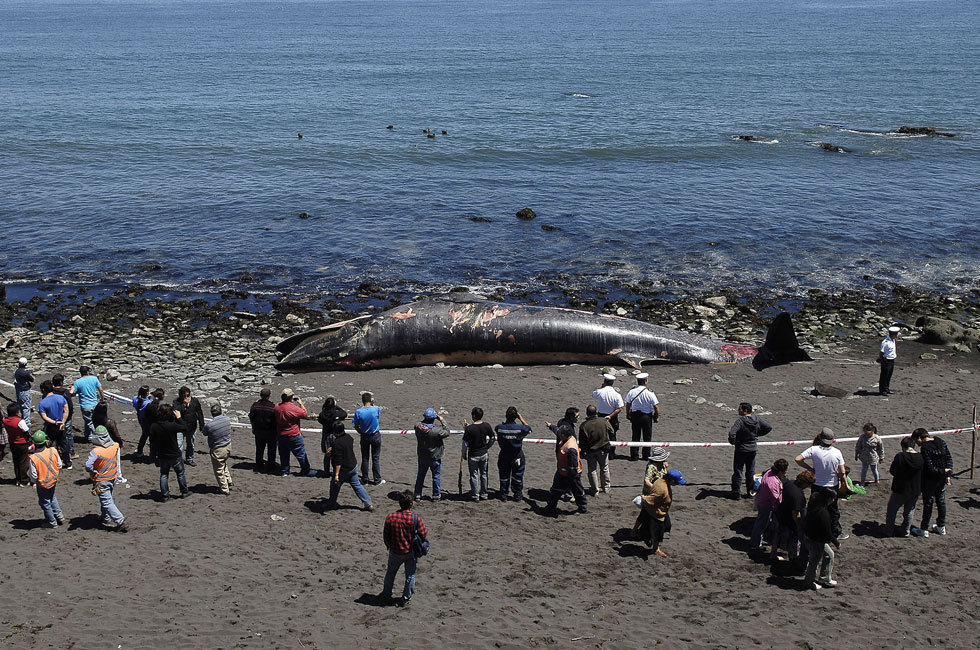 Гигантские кальмары и осьминоги. Самый большой кальмар в мире кракен. Гигантский глубоководный кальмар. Гигантский кальмар архи. Существование морских.