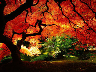 Red Leaves Lake Autumn HD Wallpaper