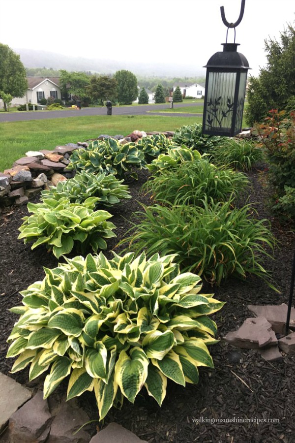 Gardening Tips on How to Grow Amazing Hostas Walking on Sunshine