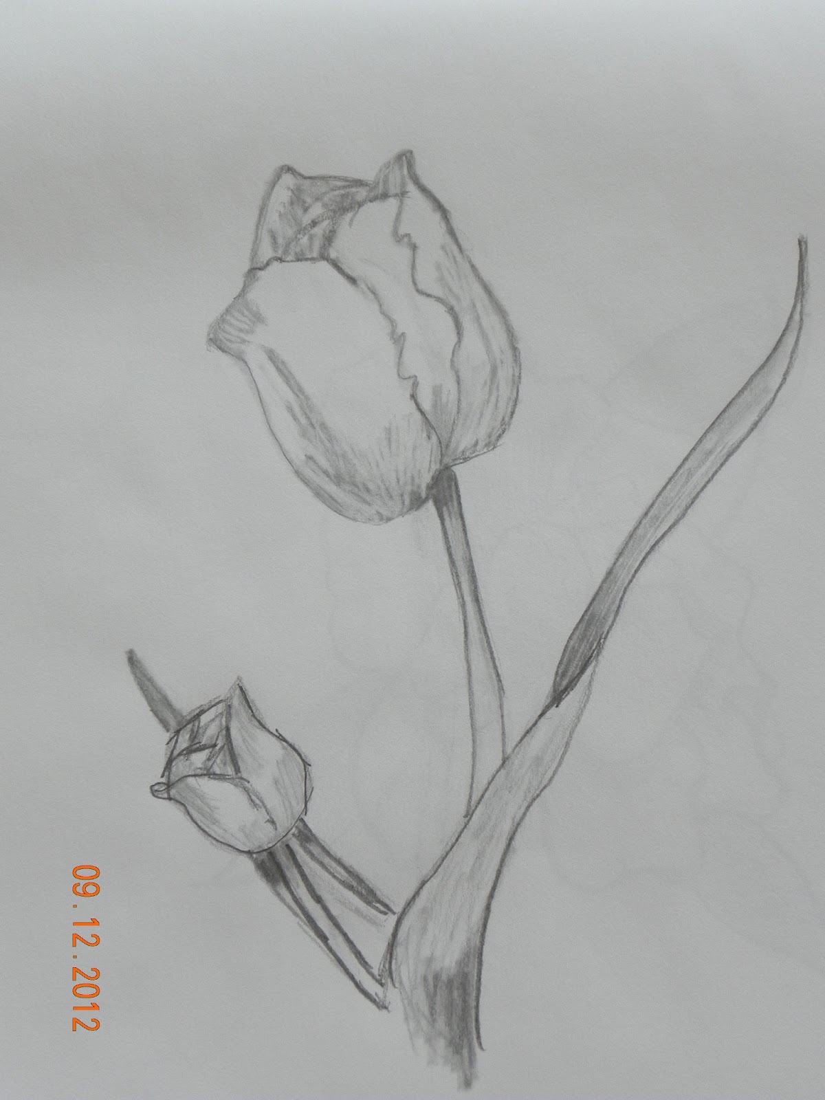 Art: Pencil Drawings - Flowers