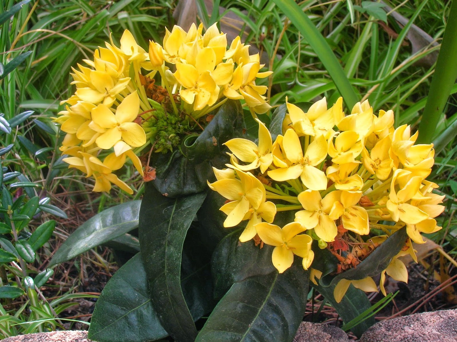 Maui yellow ixora plant