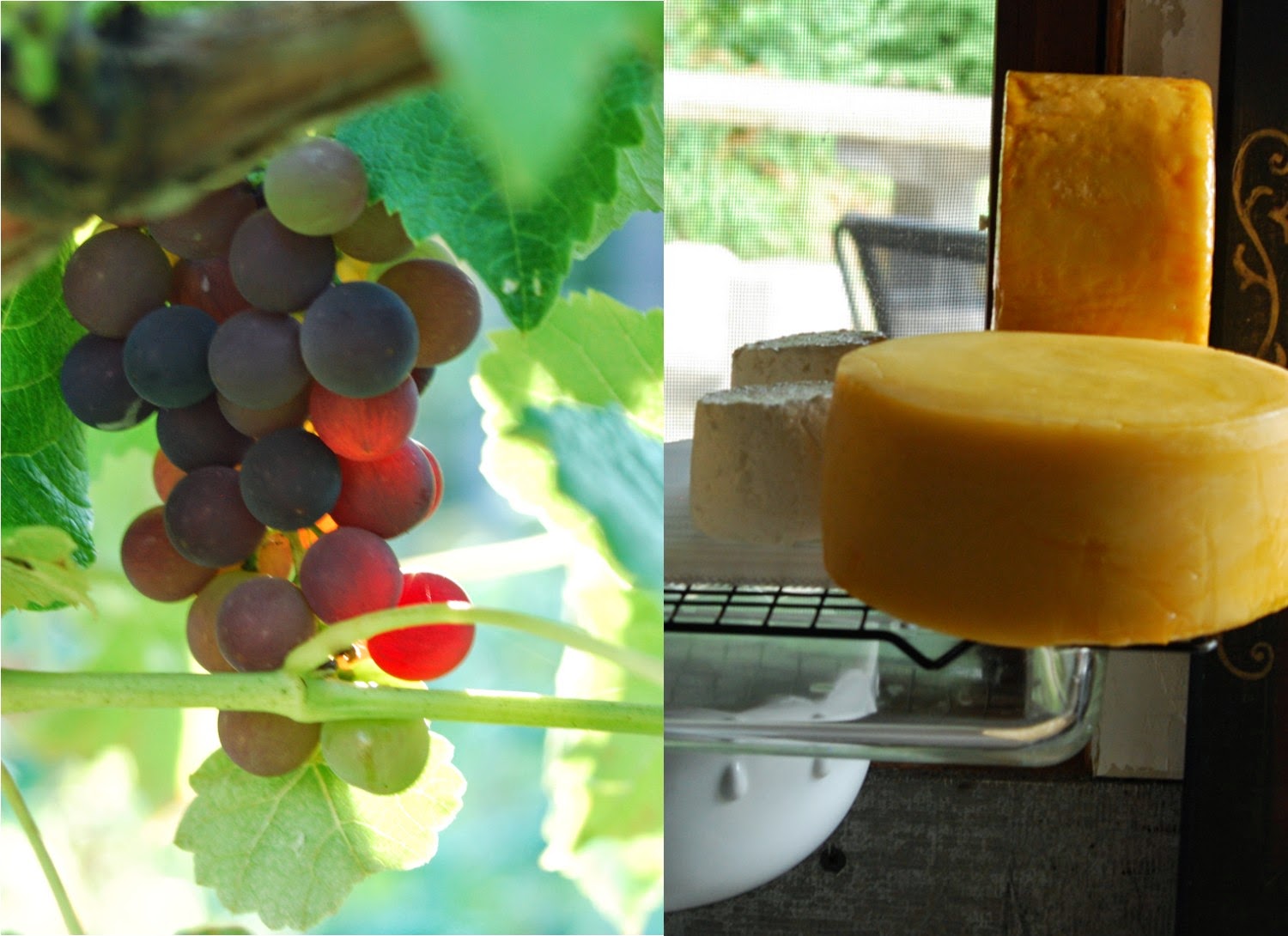 Applegarth Farm Goat Cheeses Varieties I've Been Learning To Make