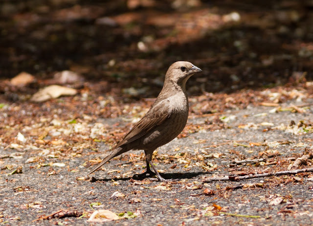 Brown-headed Cowbird - Inwood Hill Park, New York