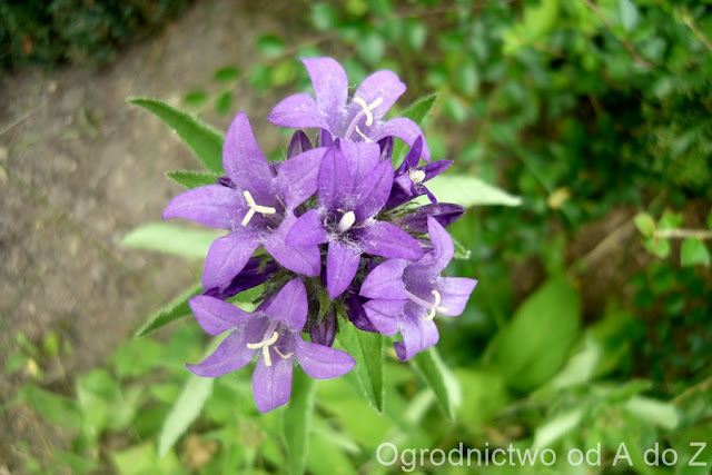 Dzwonek skupiony Campanula glomerata
