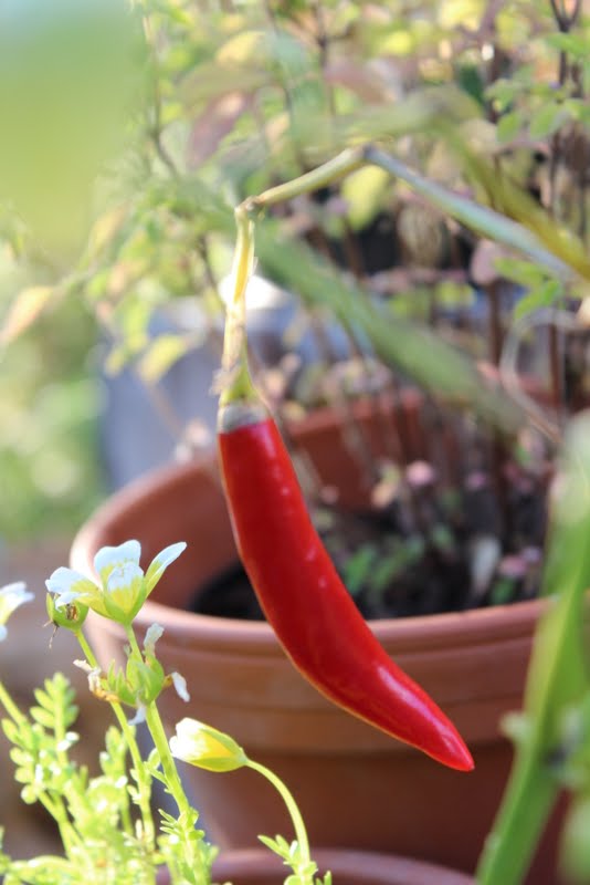 Wildes Gartenglück Reiche Ernte