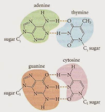 IB Chemistry (HL): B8 Nucleic Acids