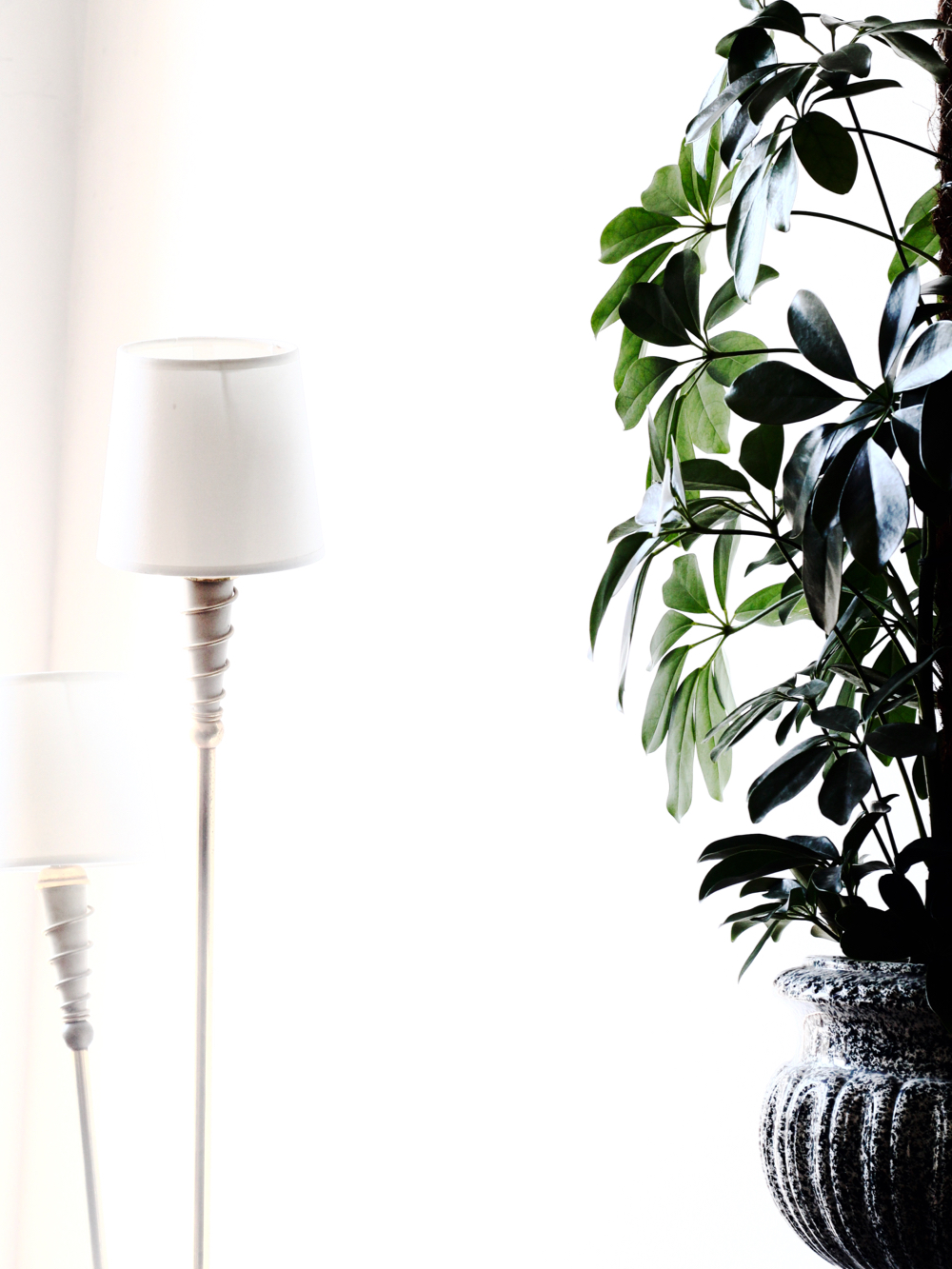 BLOG-MODE-HOMME-DECO-STYLE-INTERIEUR-PLANTES-POUR-MASCULINES-maplantemonbonheur-design-ecolo-vegetal-naturel - scindapsus schefflera croton philodendron monstera langue de belles meres 