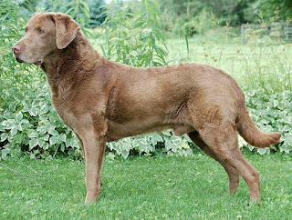 Everything about your Chesapeake Bay Retriever