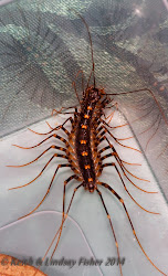 australian centipede kingfisher birdwatchers lodge park