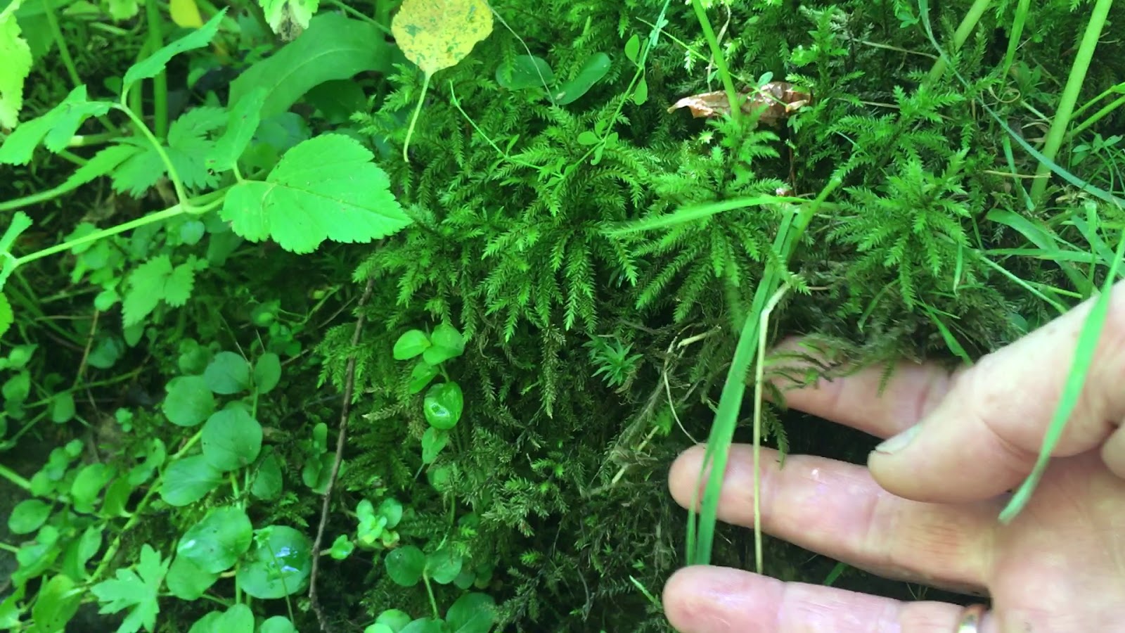 Random Bits How to Grow Tree Land Moss Underwater