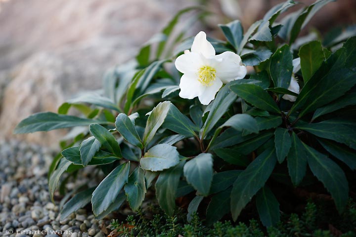 Winterblüher für immerblühende Beete - Helleborus niger