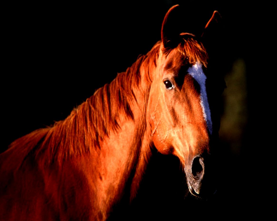 Horse Backgrounds Inspiring Horse Backgrounds Inspiring