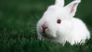 white rabbit pictures