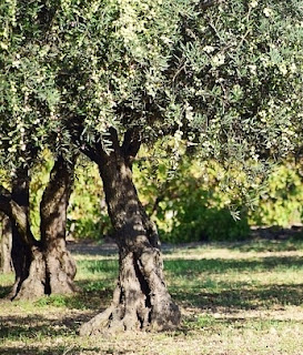 Oliveira Cultivo e tratamento do olival