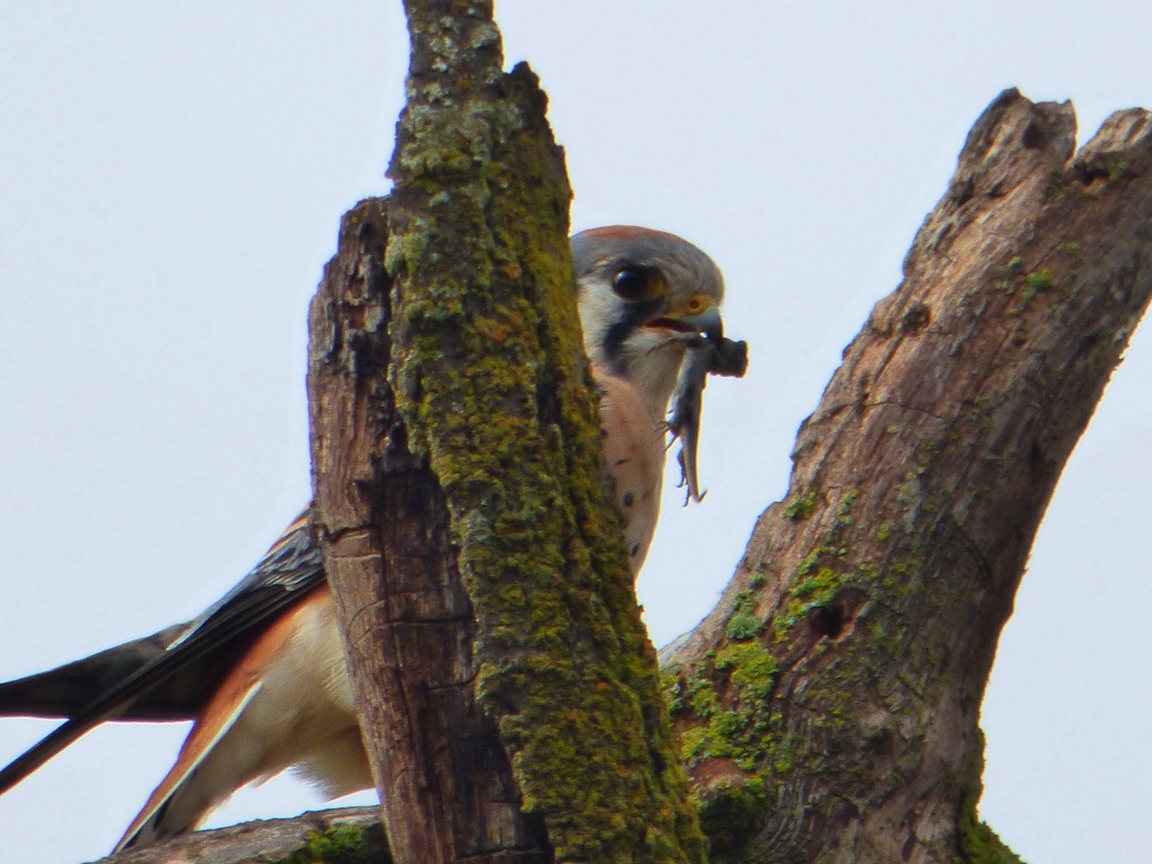 Geotripper's California Birds The Victorious Hunter, an American