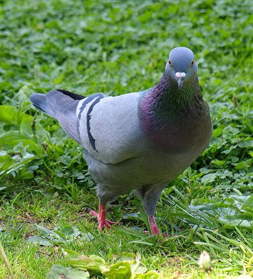 Indian birds - Rock dove - Columba livia