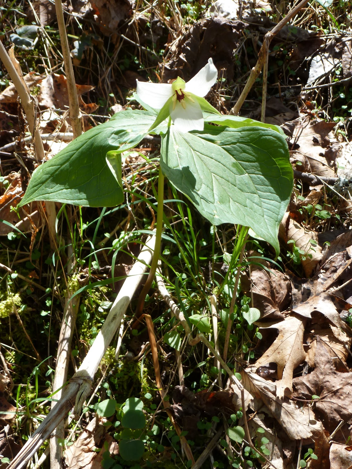 The Continuing Adventures of Eric, Noelle and Sierra Cherokee National