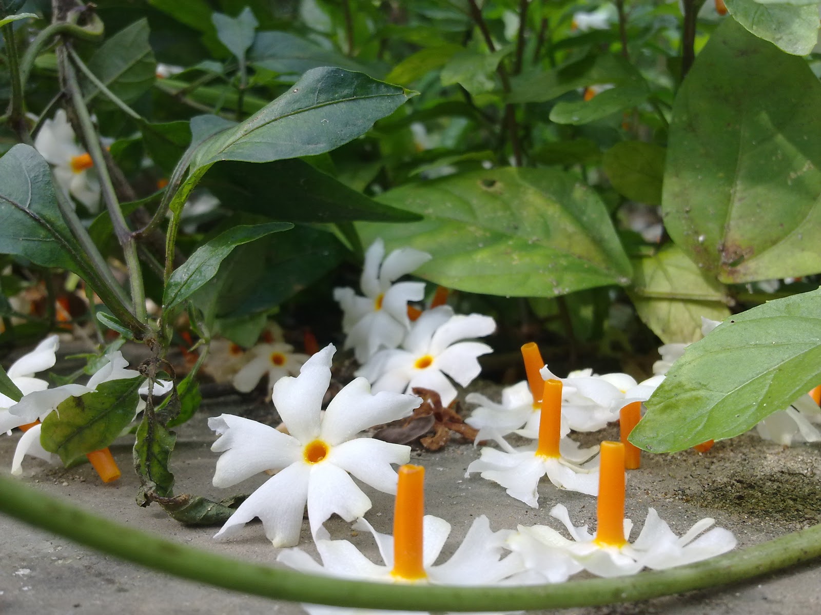 Assam Shiuli flowers